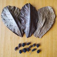 Foglie di Catappa e coni di Ontano