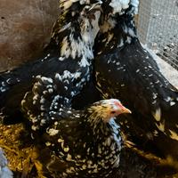 Galline ornamentali