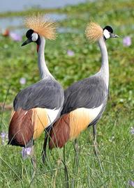 Gru coronata