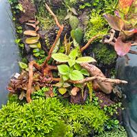 Piante da terrario