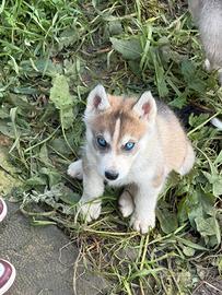 Siberian Husky