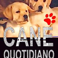 Il Mio Cane Quotidiano