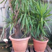 Tronchetti della felicità