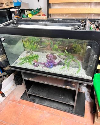Acquario