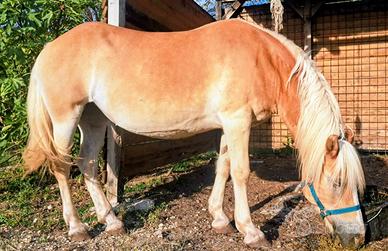 Cavalla Haflinger