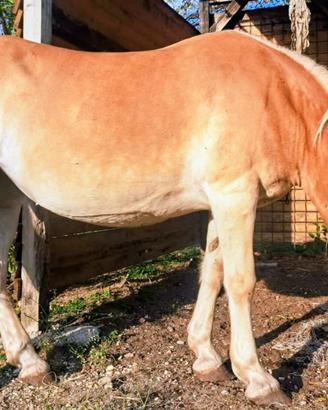 Cavalla Haflinger