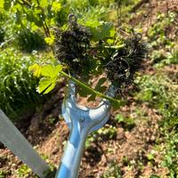 Ragazzo / a per lavori in campagna