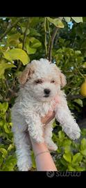 Maltipoo