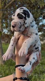 Cuccioli alano Arlecchino, alani arlecchini