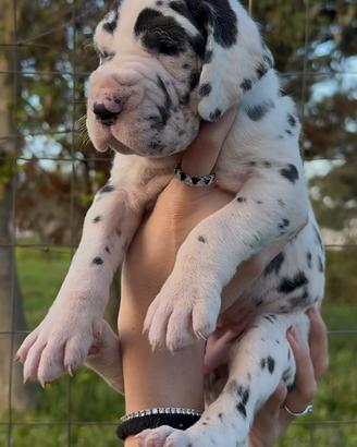 Cuccioli alano Arlecchino, alani arlecchini
