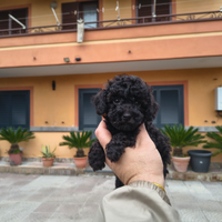 Barboncino mini toy nero maschietto