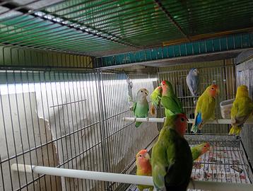 Inseparabili