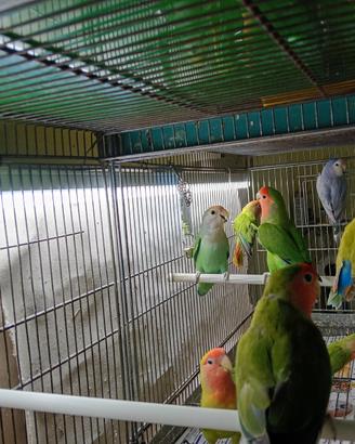 Inseparabili