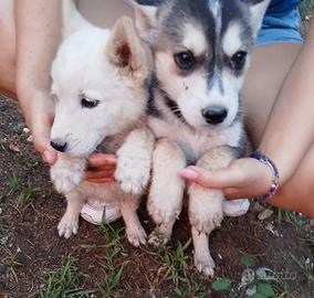 Siberian husky