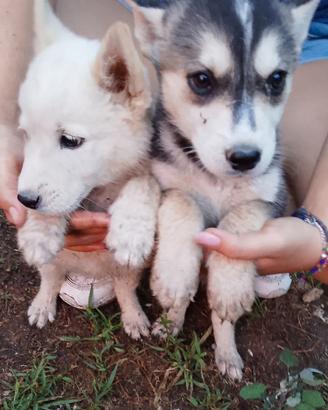 Siberian husky