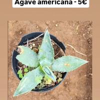 Agave americana 