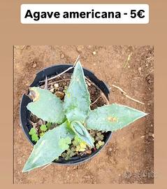 Agave americana 