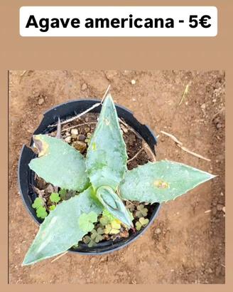 Agave americana 