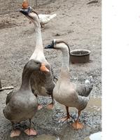 Oca gigante grigia femmina