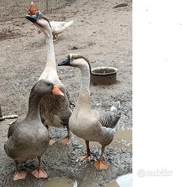 OCA GIGANTE GRIGIA maschio