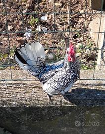 Pollo Gallo ( Galletto ) Sebright