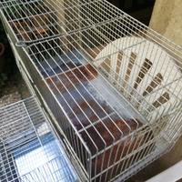 Gabbia allevamento da 60 cm 