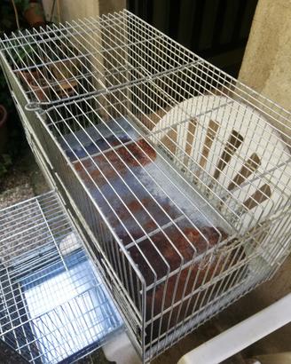 Gabbia allevamento da 60 cm 