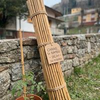 Canne di Bambù per Fai-da-te e Arredamento - 1€/mt