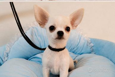 Chihuahua Toy