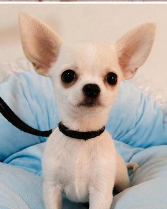 Chihuahua Toy