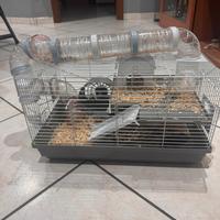 Criceto più gabbia grande