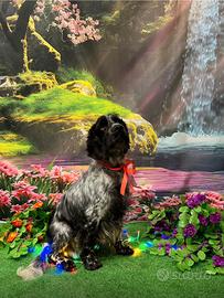 Femmina Cocker adulta con pedegree