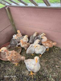 Pulcini gallina