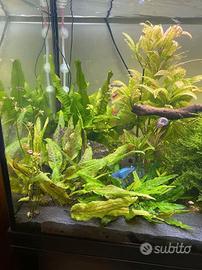 Piante acquario