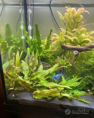 Piante acquario