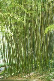 canne di bambù 