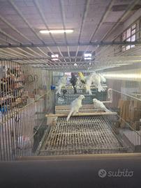 Arricciati del nord gialli verdi e pezzati