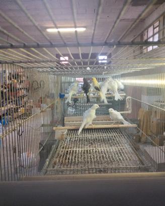 Arricciati del nord gialli verdi e pezzati