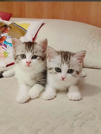 Gatti persiani