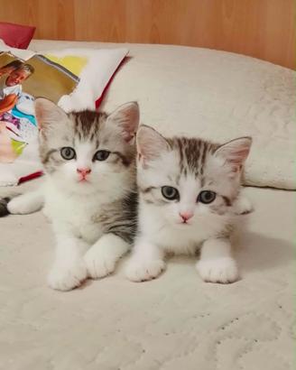 Gatti persiani