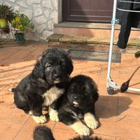 Cuccioli Pastore del Caucaso