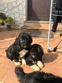 Cuccioli Pastore del Caucaso