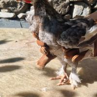 Pollo Marans