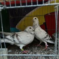 Coppie colombi viaggiatori