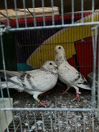 Coppie colombi viaggiatori