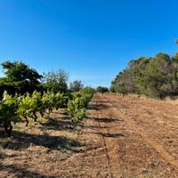 2 terreni agricoli 7.000mq cad