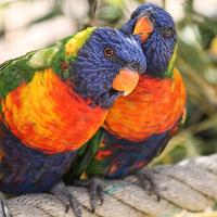 Lori arcobaleno femmina