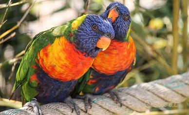 Lori arcobaleno femmina