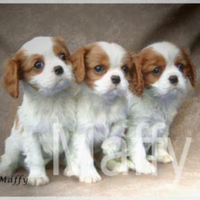 Cuccioli Cavalier king Charles
