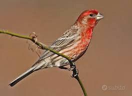 Ciuffolotti messicani